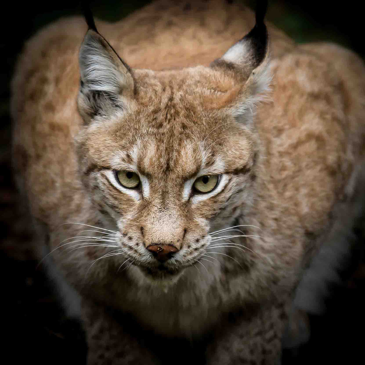 Photo of Getaggt "schokoladig-kräftig" – Röstwerk Herzogkaffee