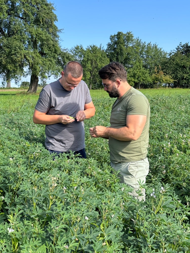 
                  
                    Laden Sie das Bild in den Galerie-Viewer, Lupinenkaffee aus Waldbronn 200g
                  
                