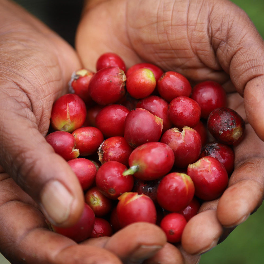 Bean to Cup - Seminar - Modul 3